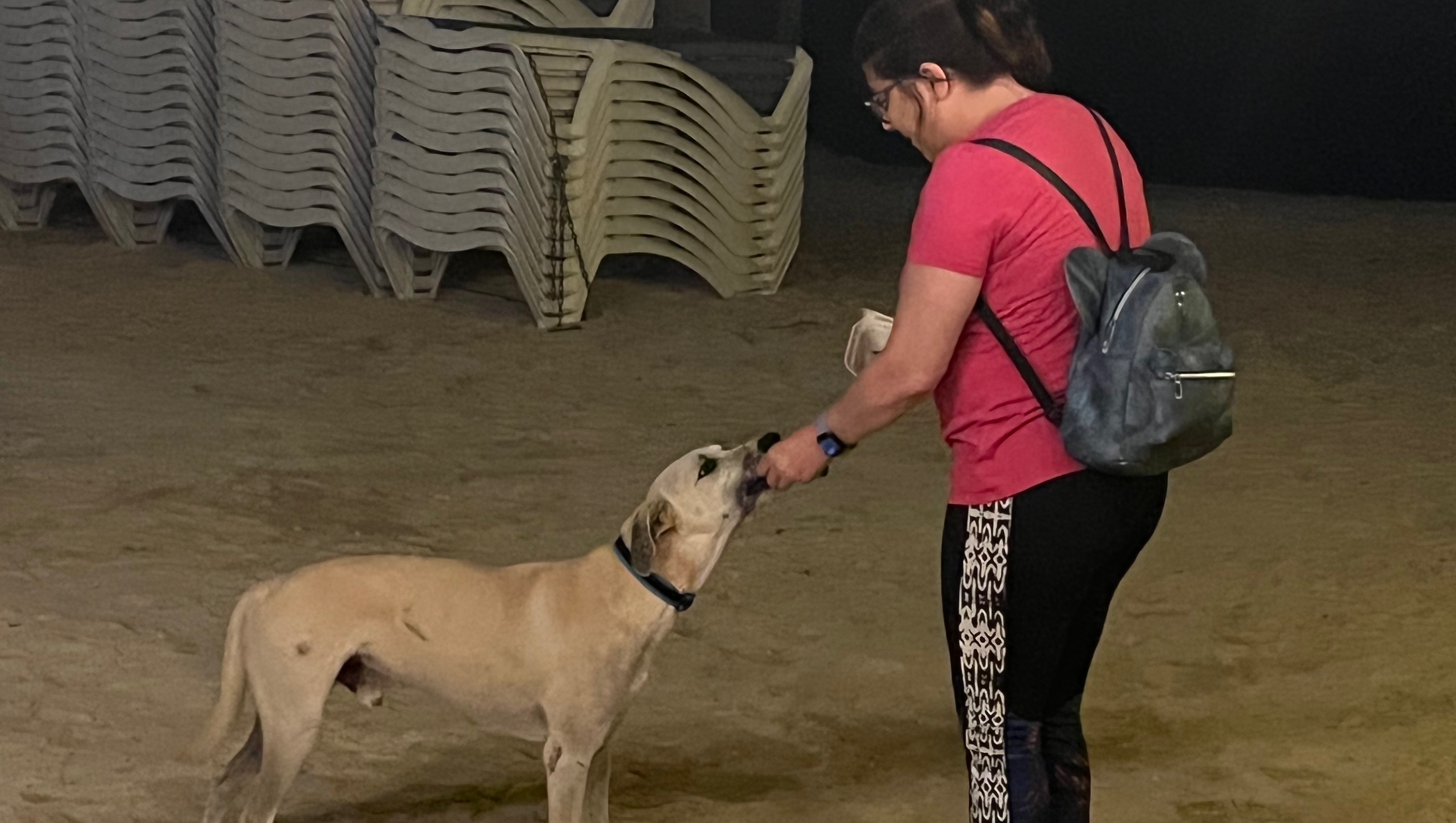 Fundraiser by Joleene Dettman Stray Dogs of Aruba