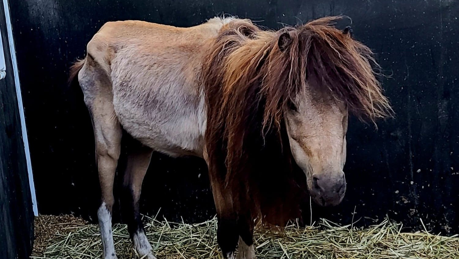 Fundraiser by Lauri Elizabeth Armstrong SAVING ABUSED, UNWANTED