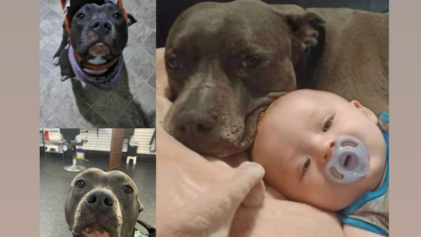 Zara's Emergency Hospital Surgery photo