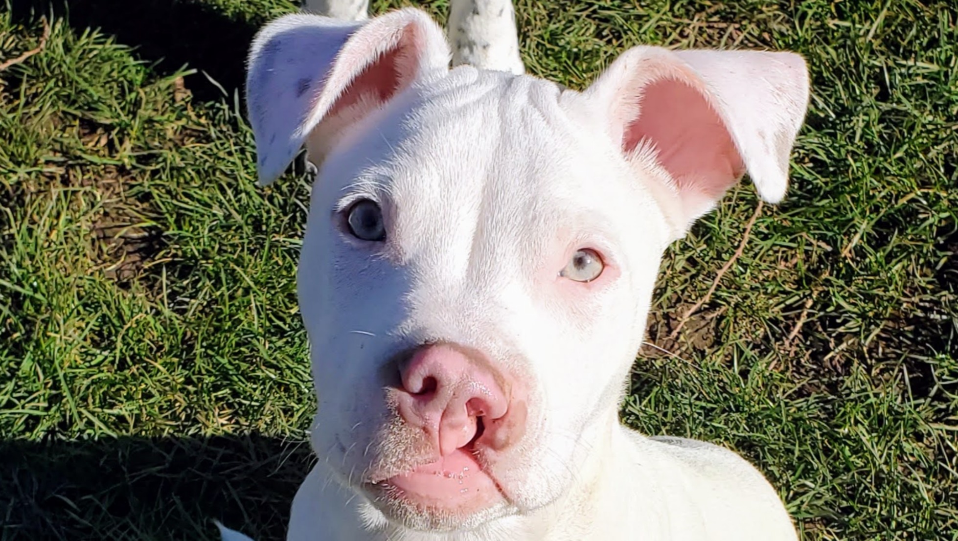 Fundraiser by John Bannon : Fix Kringle's Cleft Palate