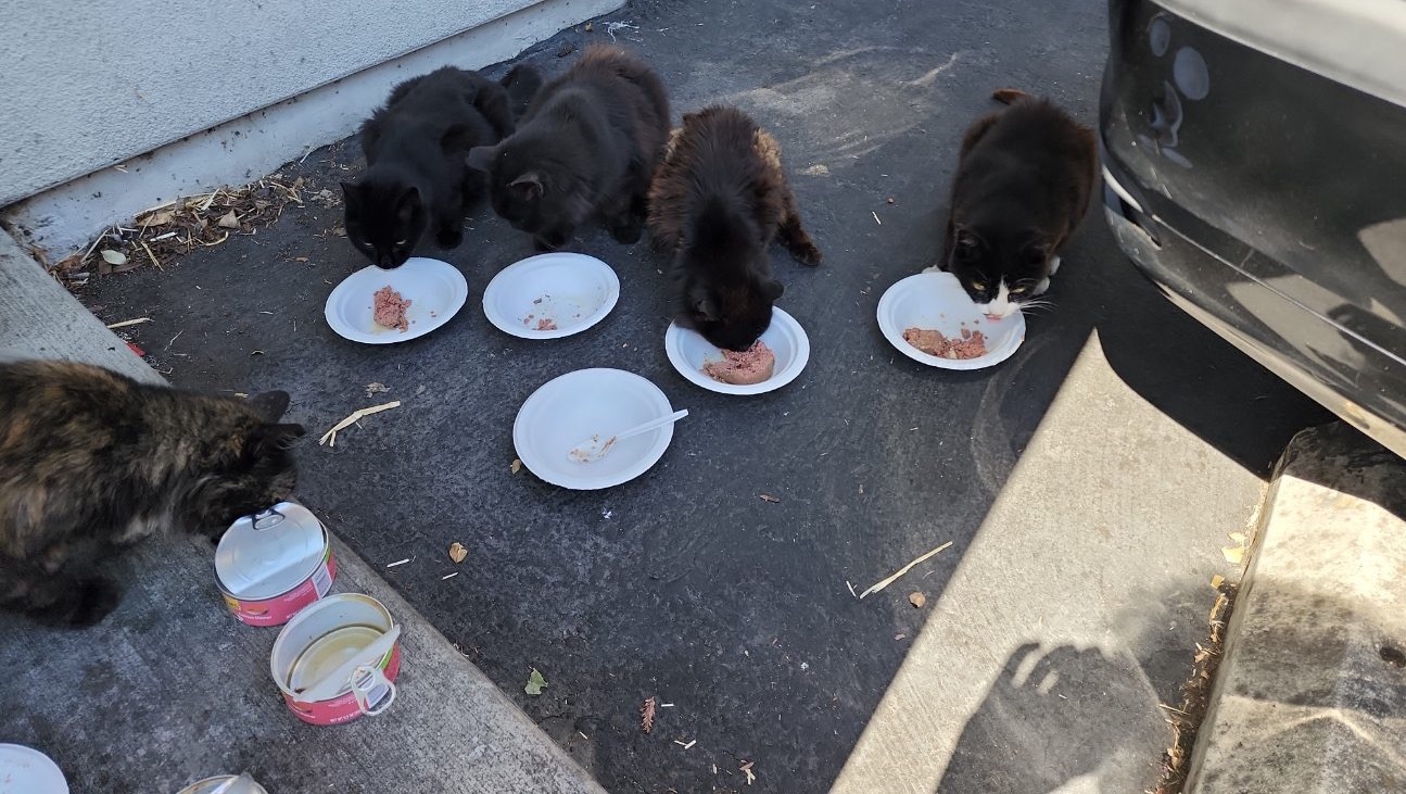 Fundraiser by E G Forced to relocate senior cats