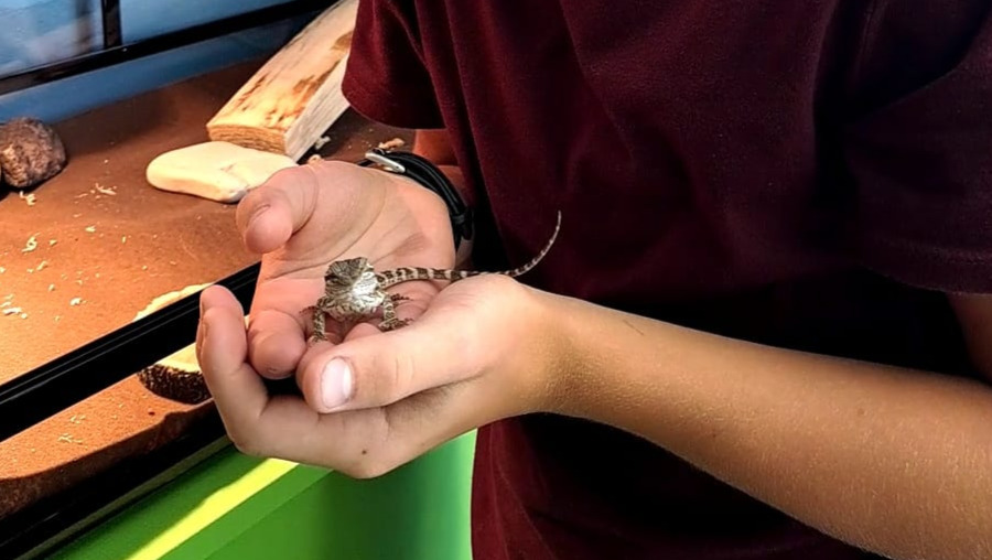 Fundraiser by Benjamin Frank Get a bearded dragon and new equipment