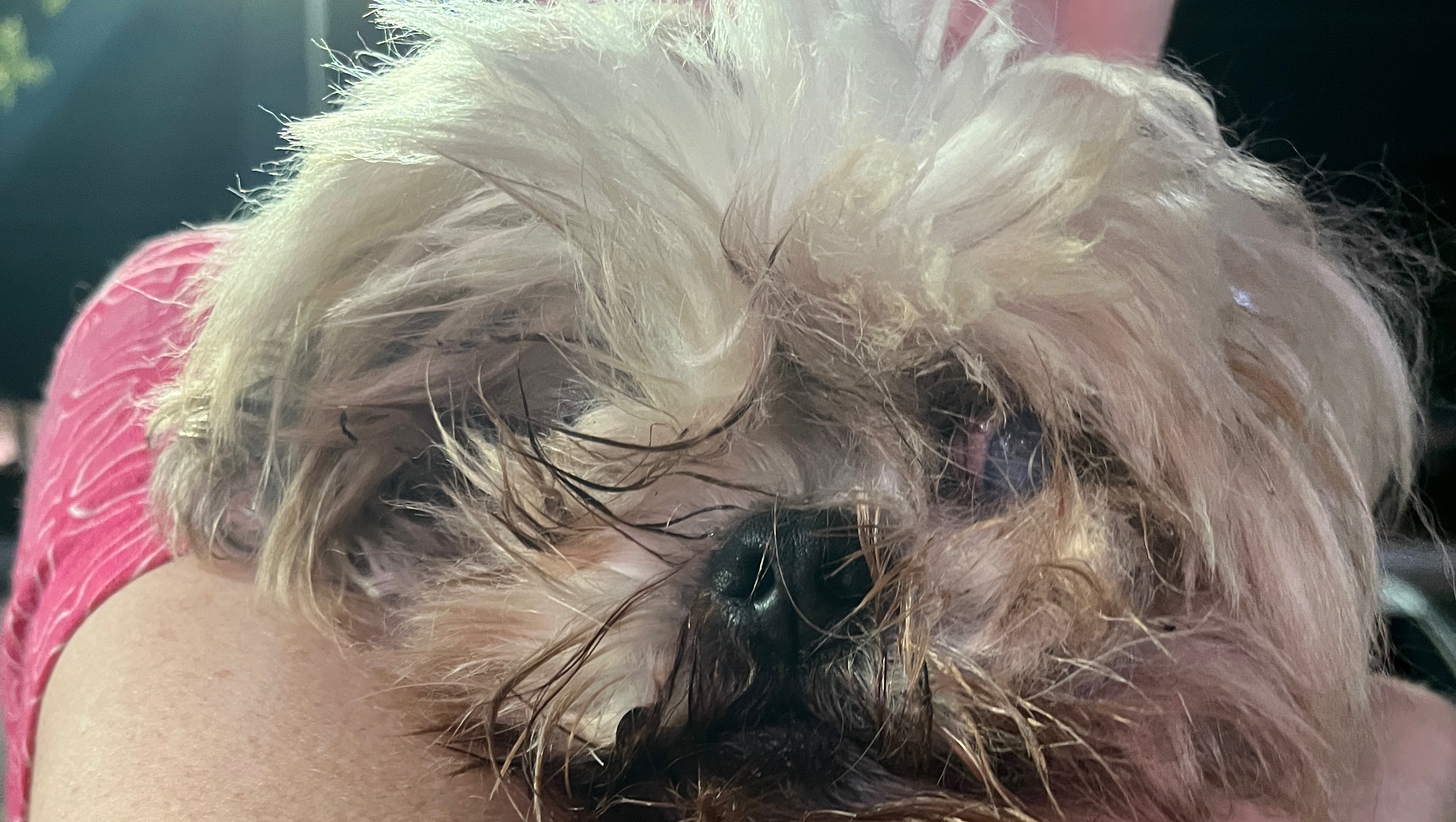 Fundraiser by Lexi Benz : Help us save this sweet abandoned senior dog