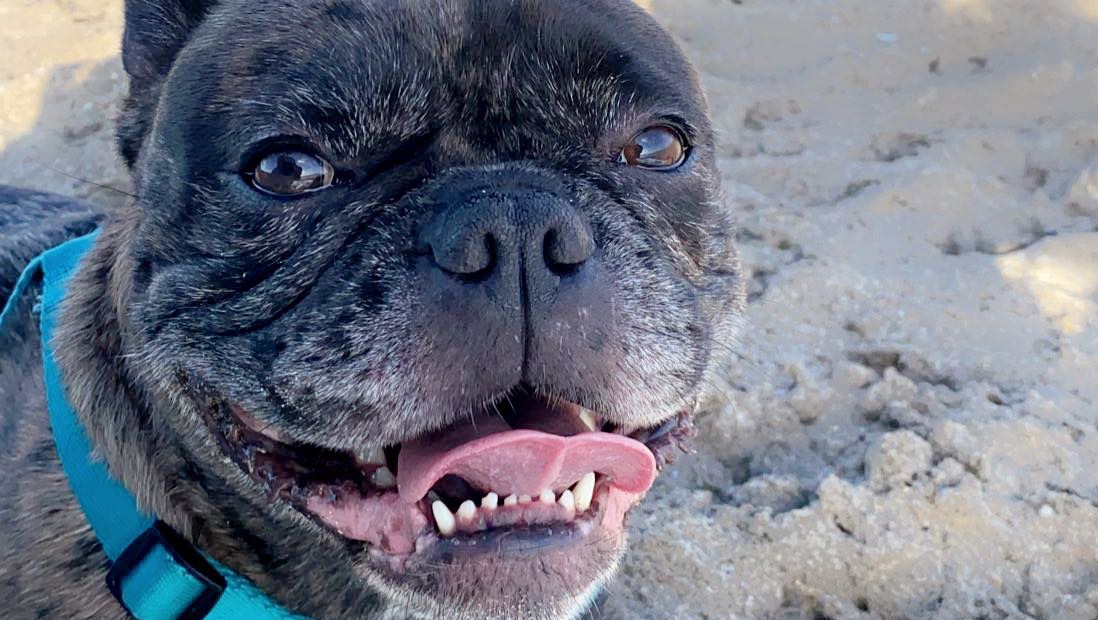 Fundraiser by Samantha Ciejek Blue the French bulldogs spinal cord