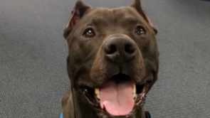 Diesel's Emergency Veterinarian Fund photo