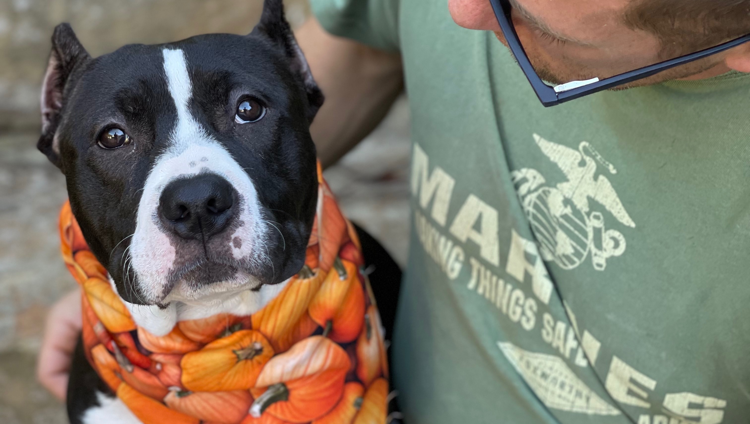 Fundraiser by William Gilbeau Service Dog Obedience and Public Access