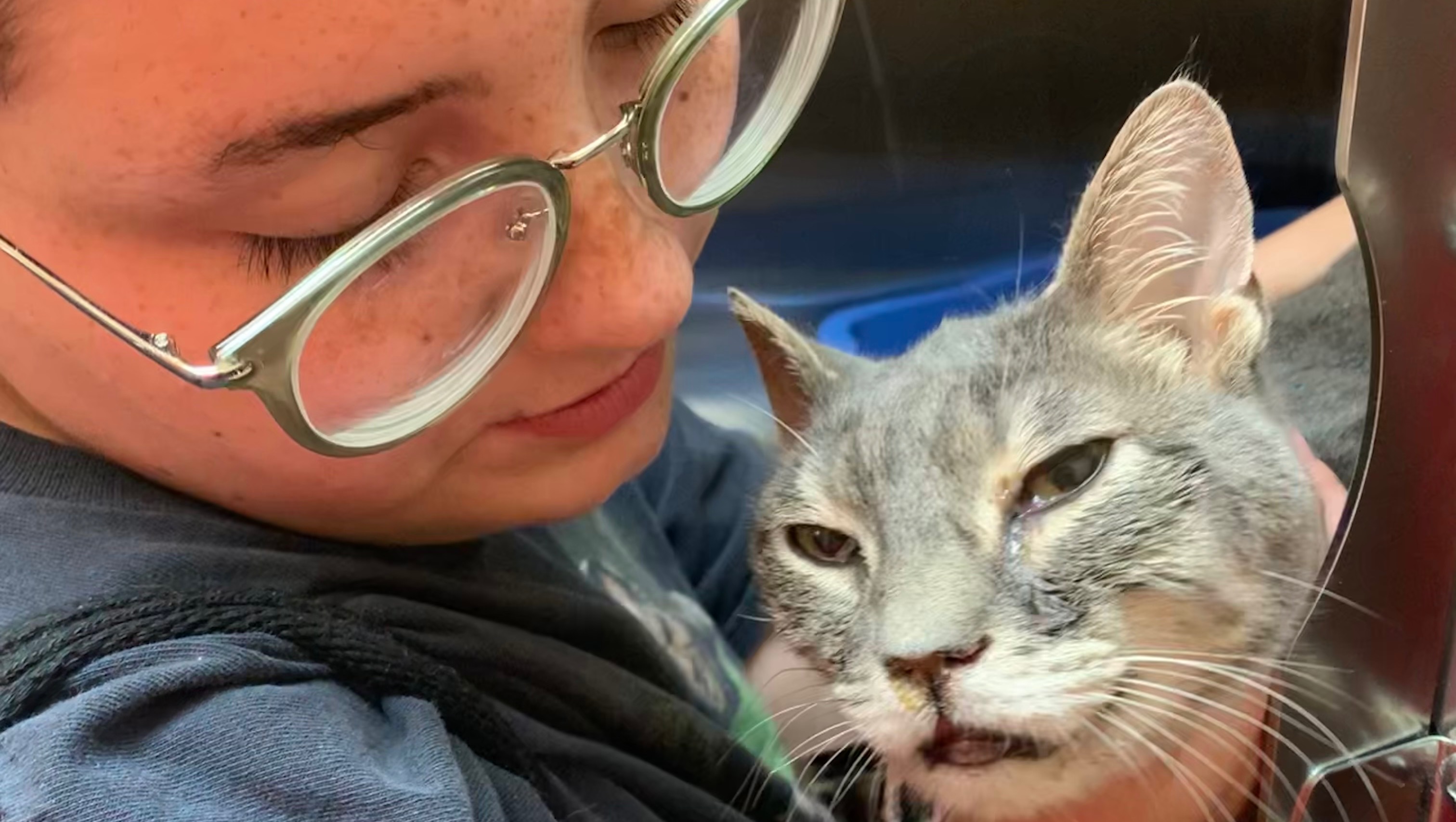 Fundraiser by Jenna Lee Raising money to pay veterinary bills for my cat