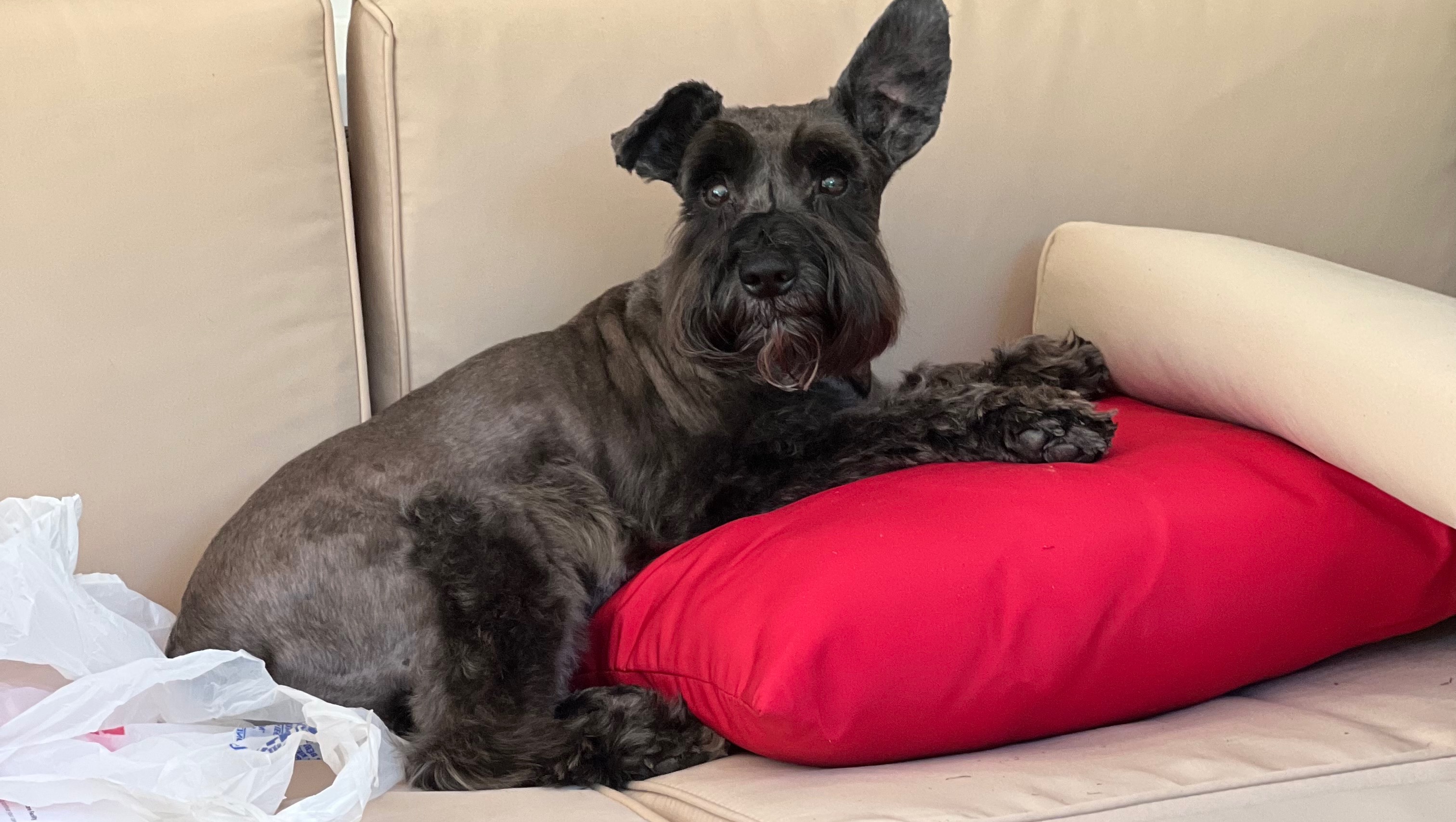 Fundraiser by Benonii Aron My miniature schnauzer Buddy cataract surgery