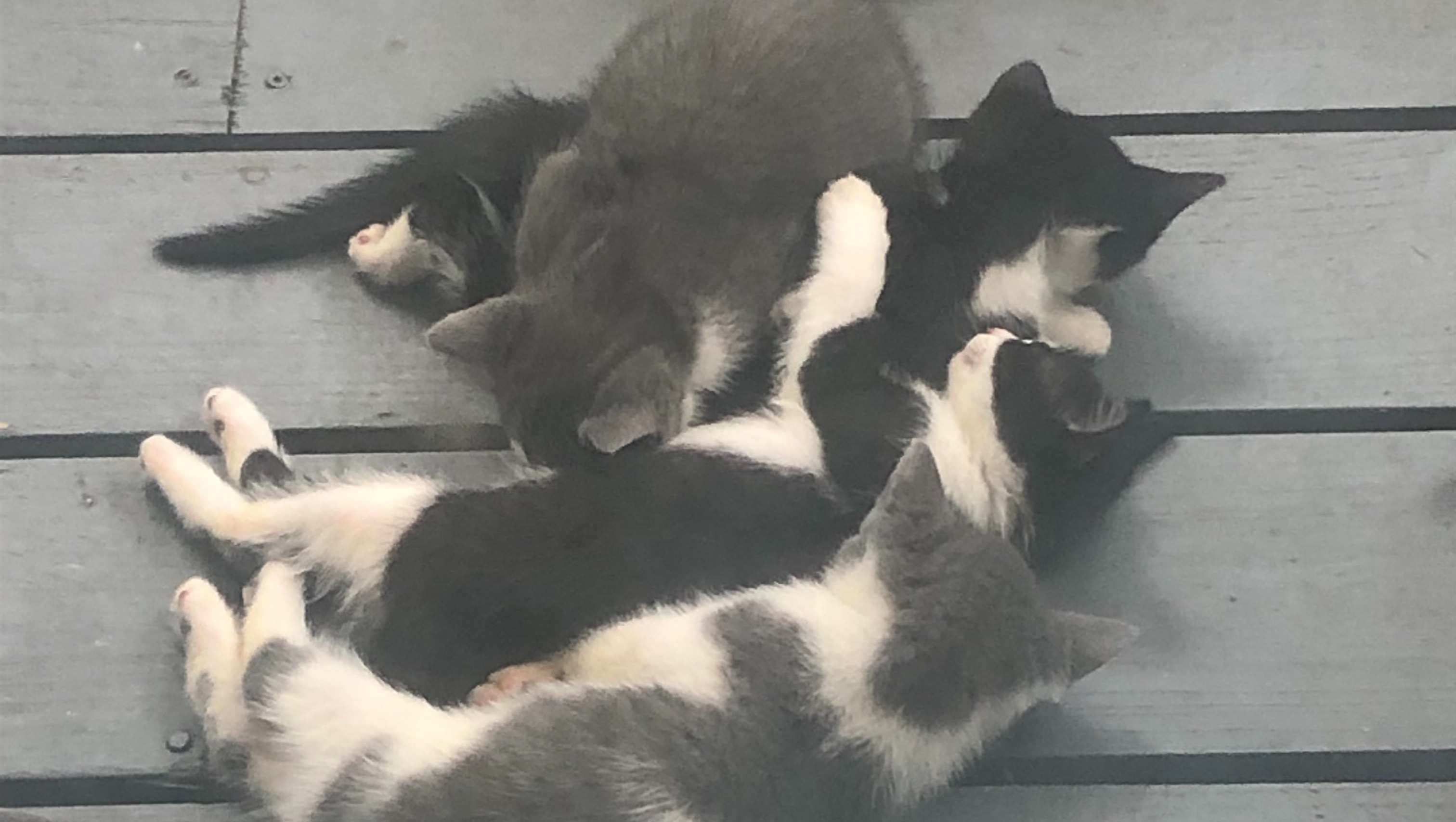 Fundraiser by Shannon Newcomb : Shannon’s cat sanctuary
