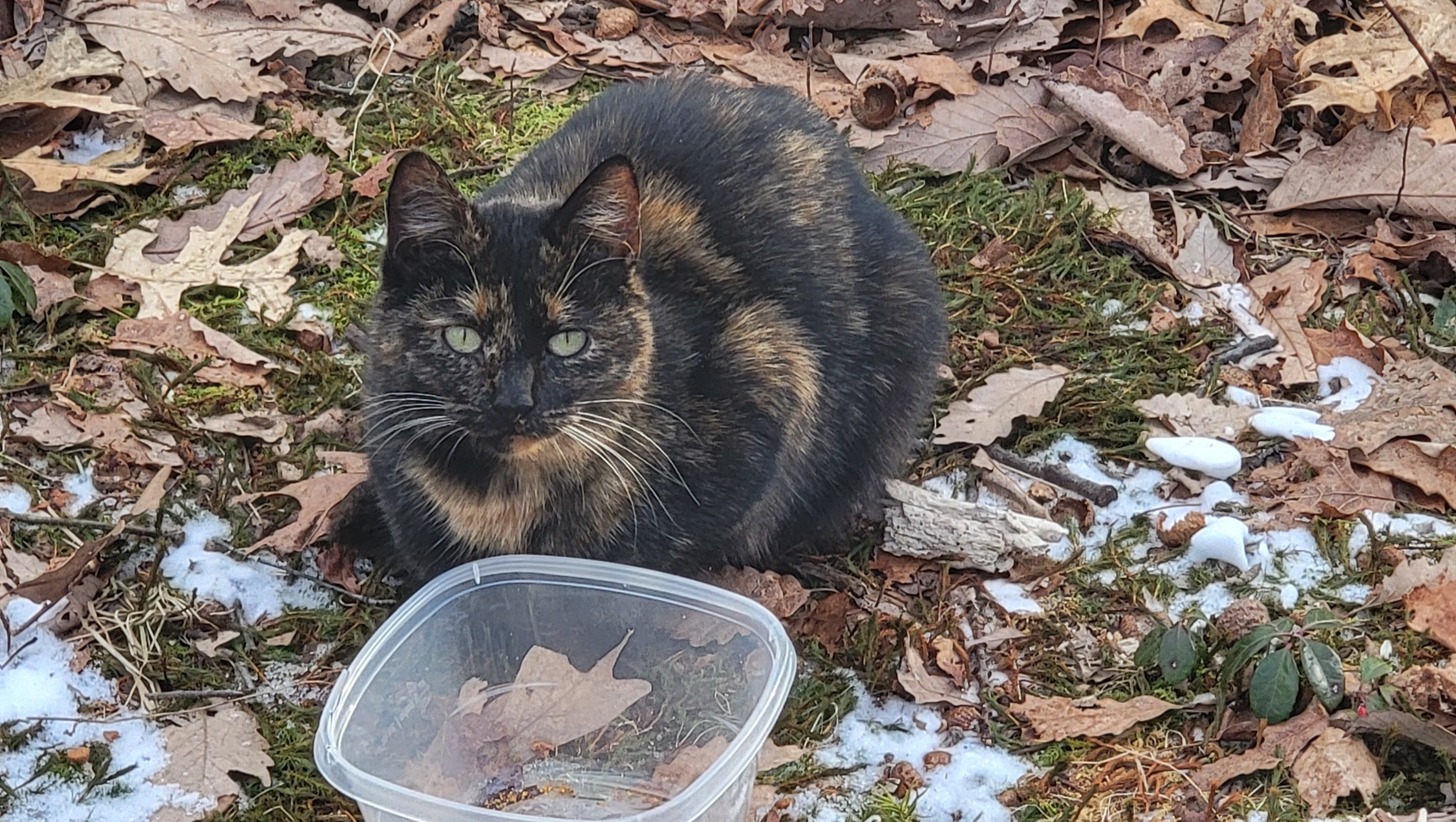 Donate to Please Help My Feral Cats &amp; Deer Survive the Winter, organized by Deanna Ecke