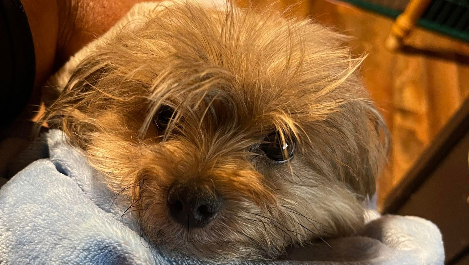 Fundraiser by Elizabeth Czarniak Help Chloe the rescued Yorkie get a