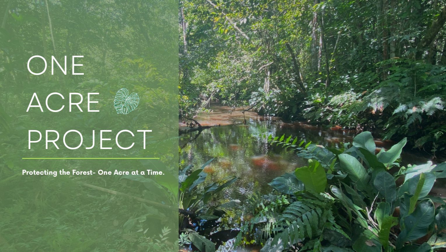 Fundraiser by PlantTeachers Peru : Donate to Protect the Amazon - One ...