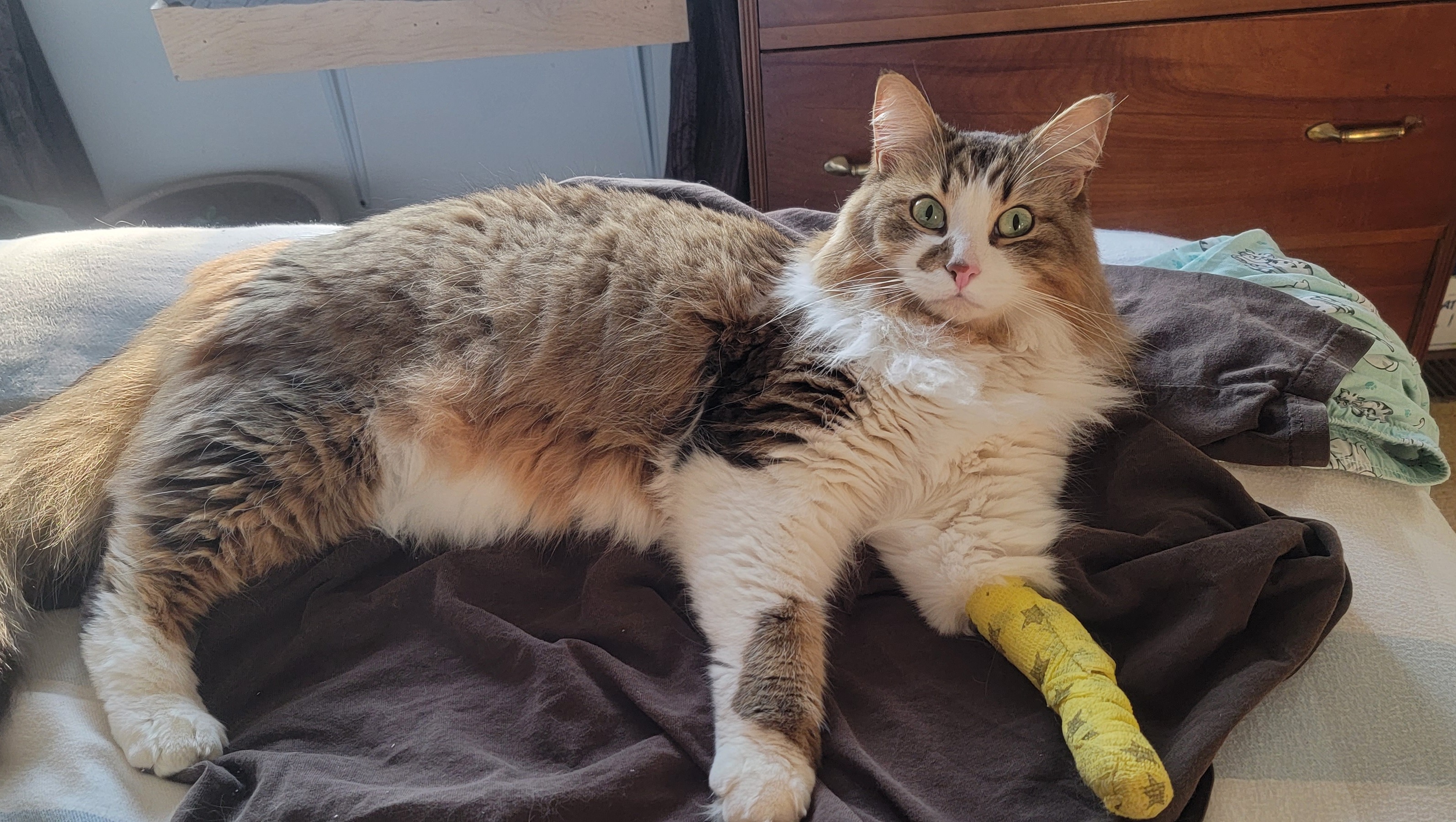 Fundraiser by Samantha Paethke SURGERY needed to help Buddy pee