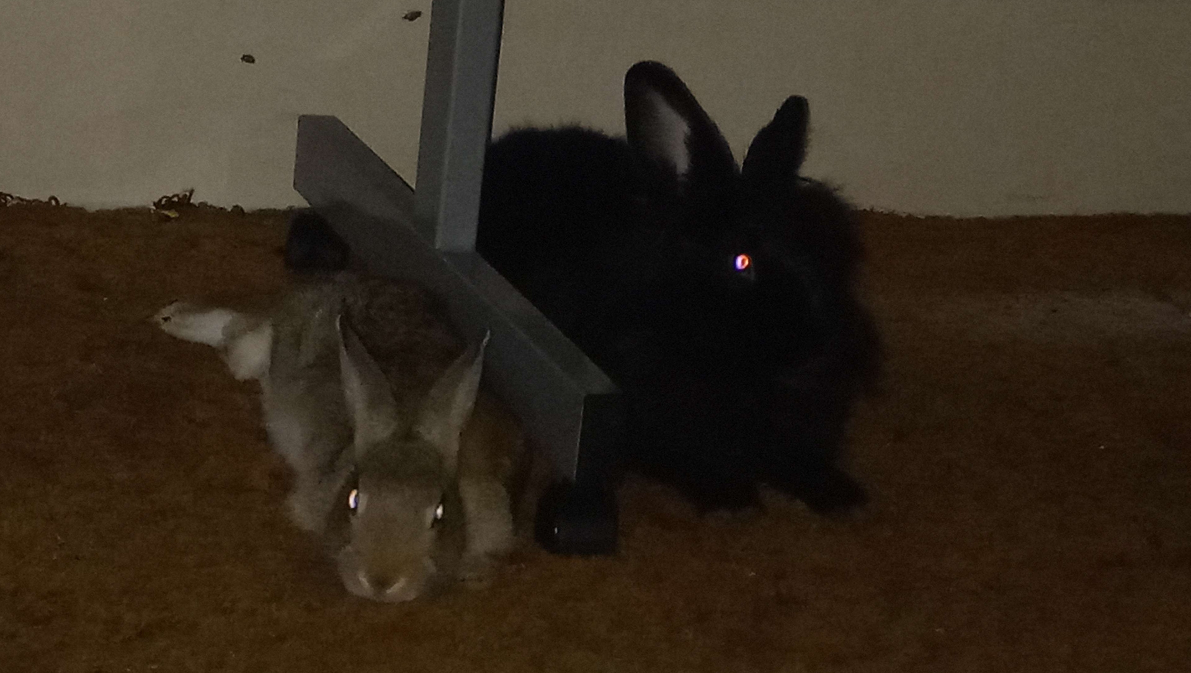 Fundraiser by Jasmine Cartwright Help my bunnies get through the winter