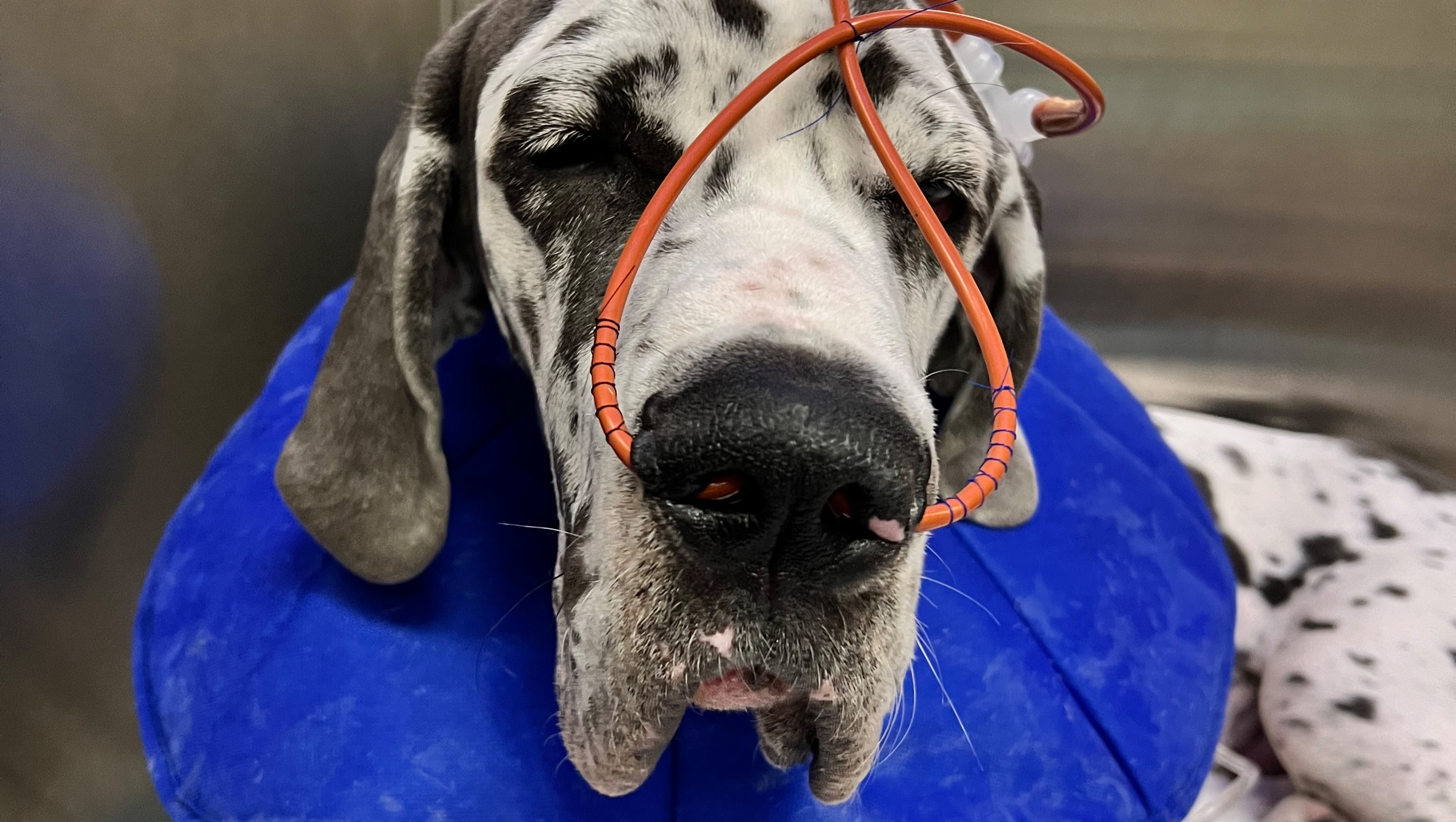 Great dane store veterinarian near me