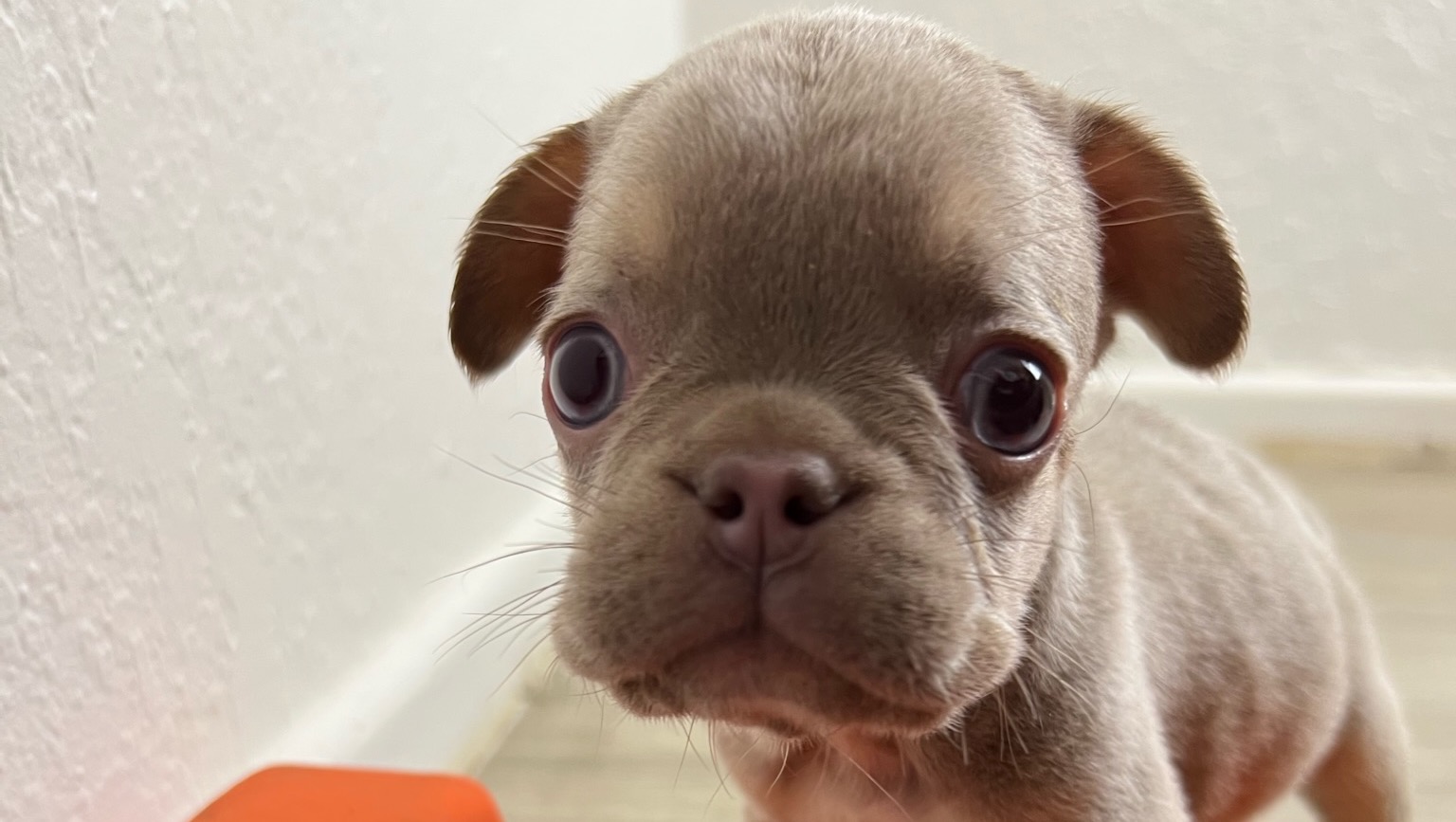 Fundraiser by Yobani Perez for medical expenses for PDA surgery