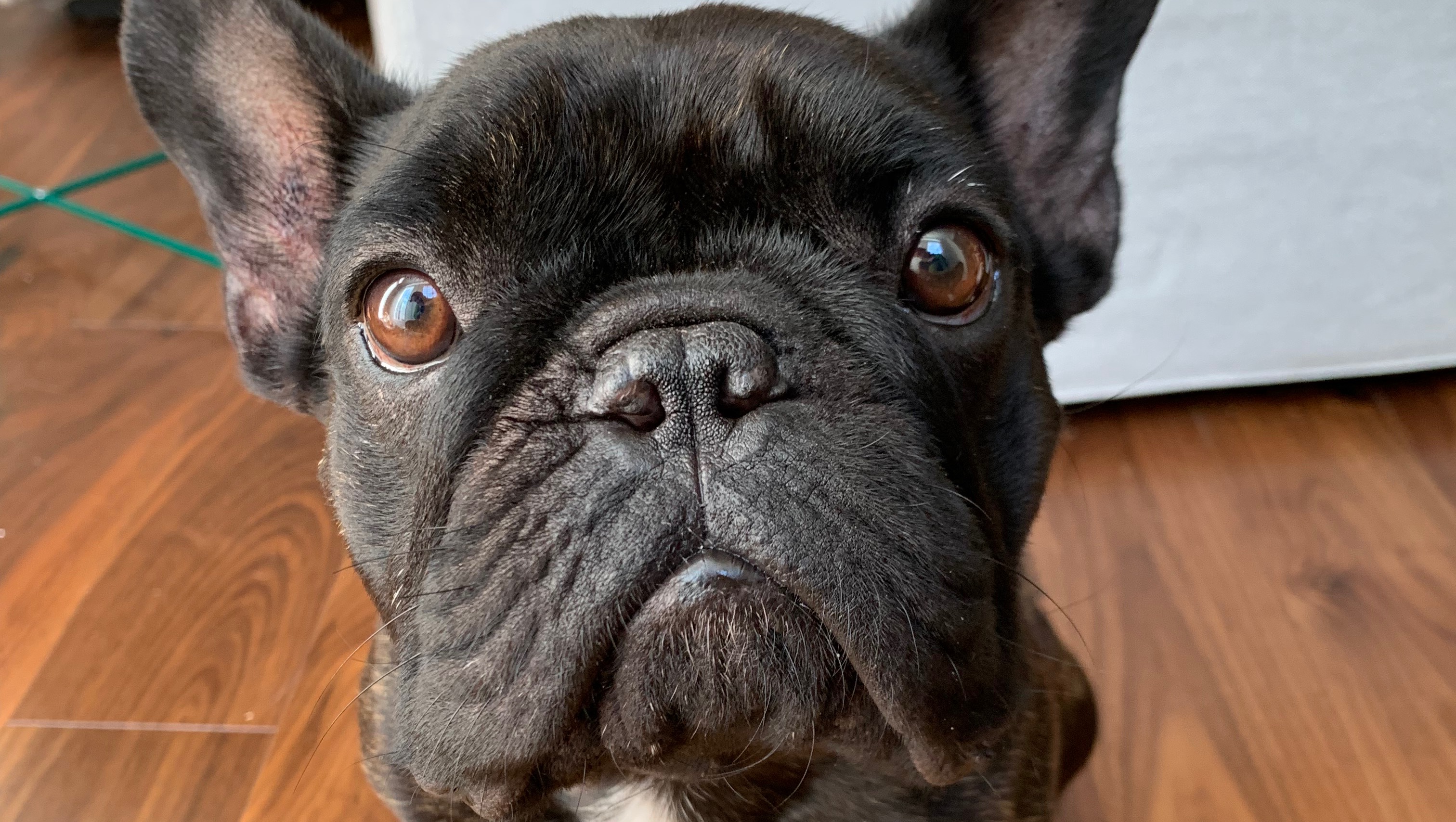 Fundraiser by Athena Dinsmore Manny’s TECABO Surgery Costs