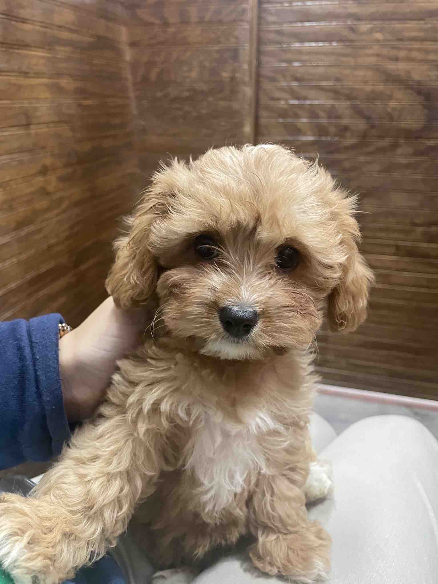 Fundraiser by Alyssa Sanchez Help Our Puppy Come Home