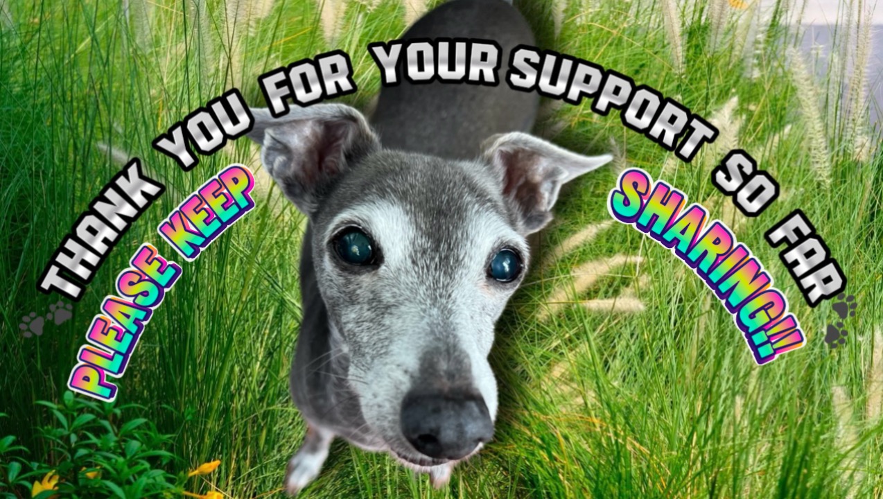 Donate to Harvey the Italian Greyhound to have life saving surgery, organized by Alex Hughes