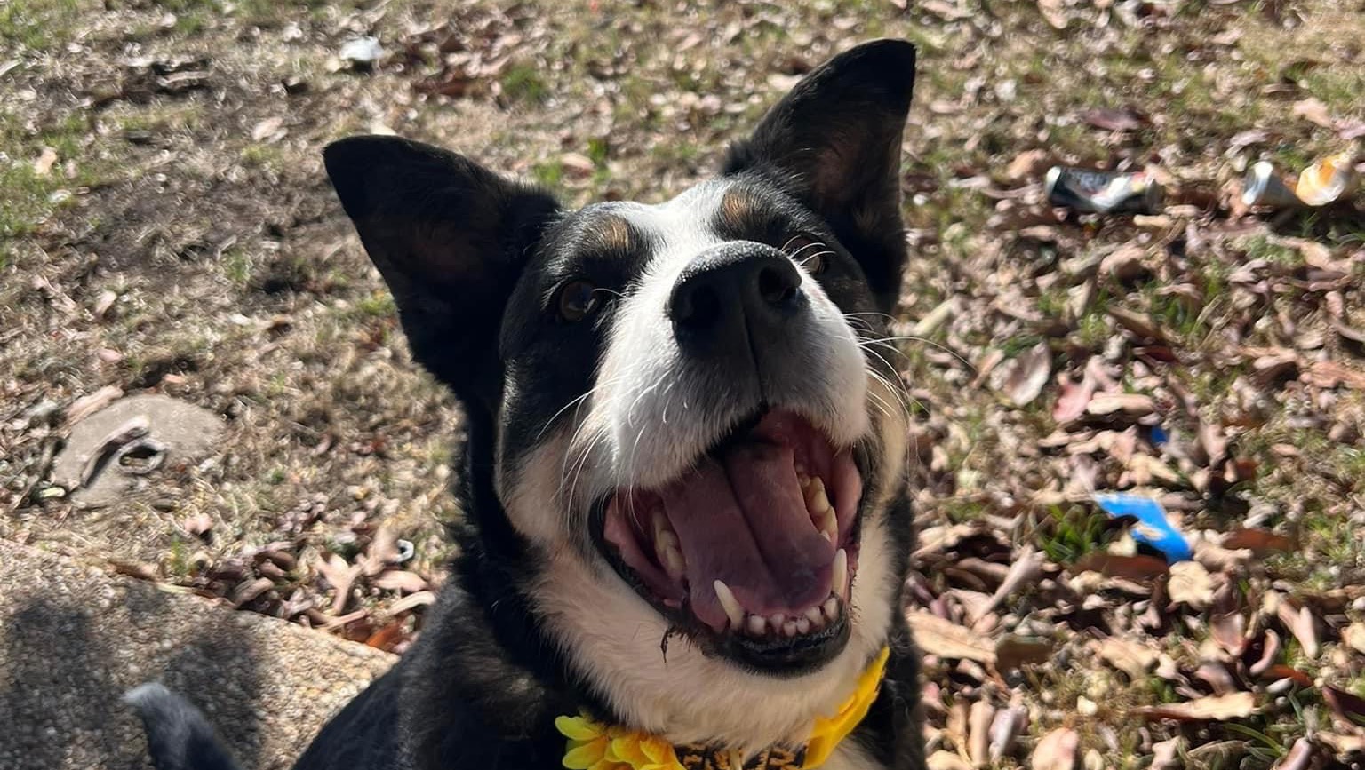 Fundraiser by Emily Bell Lacy’s medical