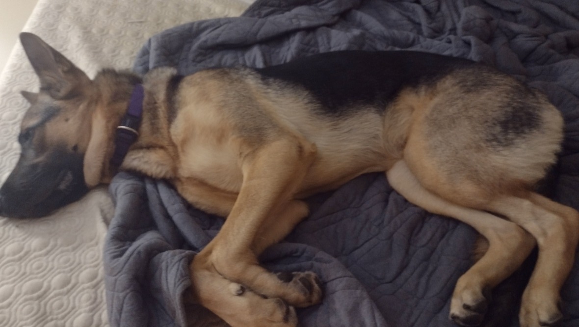 Fundraiser by Tyler Ferguson Vet Bill for Luna (bloody vomit)