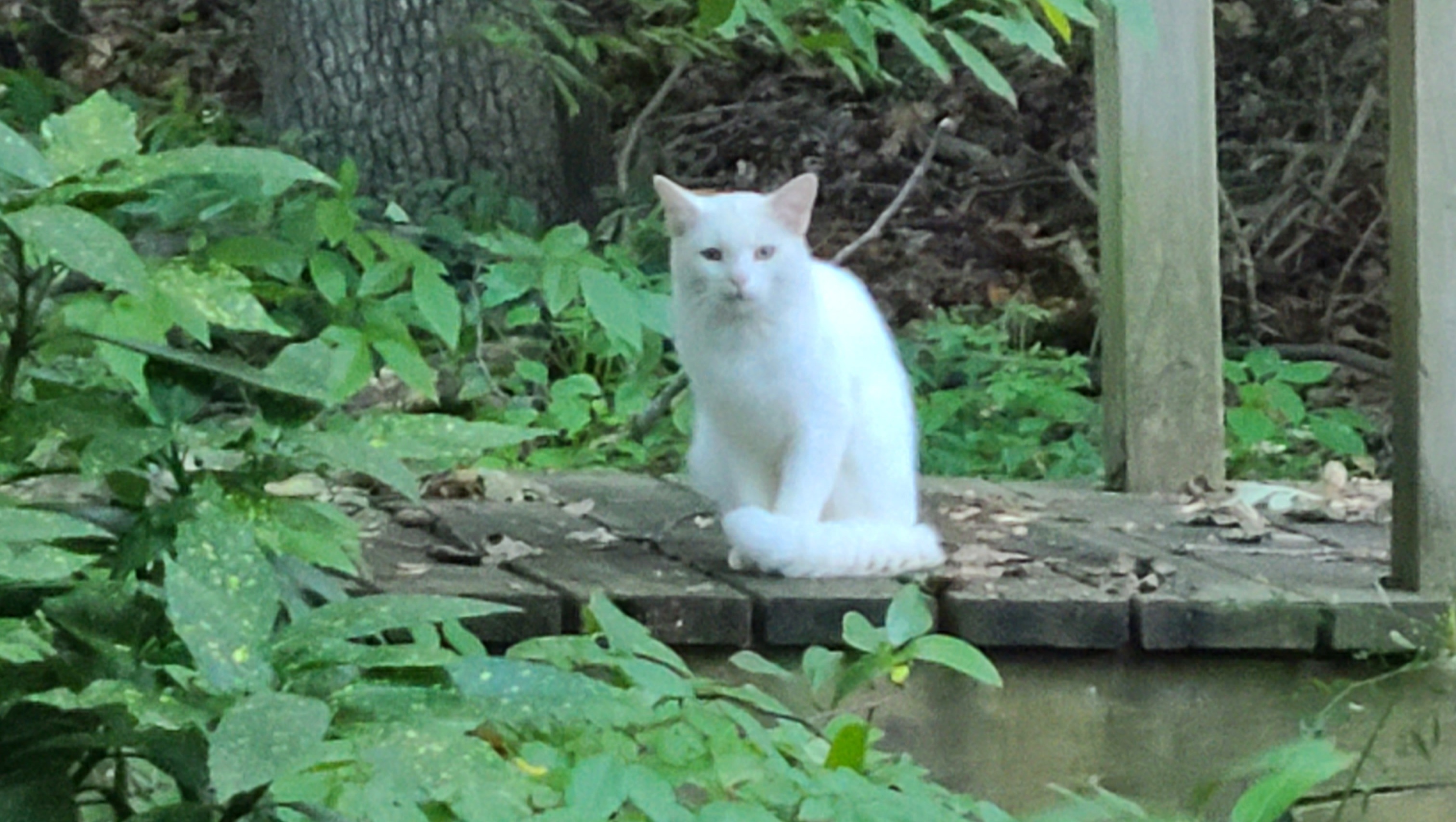 Fundraiser by Katharine Kingsley Care for Our Feral Cat Colony