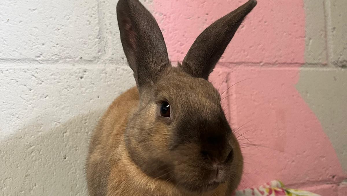 Fundraiser By Emma Clough Rabbit Enclosure fundraiser-by-emma-clough-rabbit-enclosure