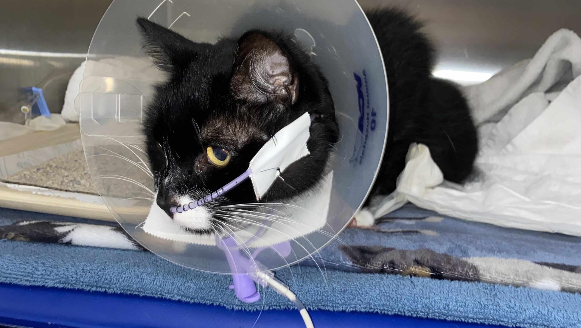 Help Save Disabled Woman’s Cat Felix photo