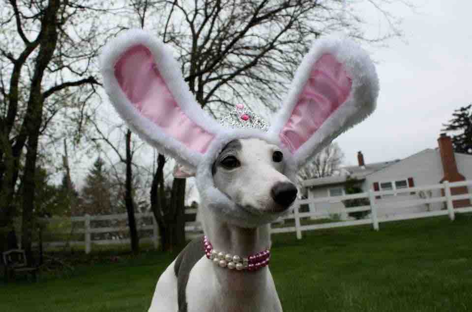 Campaña para Danielle Jacobini de DEBORAH ACKMAN Help Danielle C