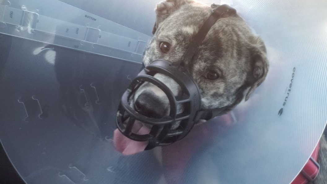 Fundraiser By Kyler Corley Jupiter s ACL Surgeries fundraiser-by-kyler-corley-jupiter-s-acl-surgeries