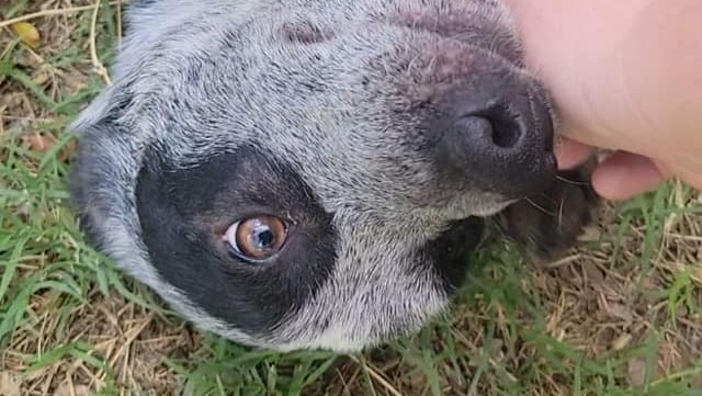 Fundraiser by Ken Elder : 7th Annual Onesie Bar Crawl NURDS & Birds Rescue