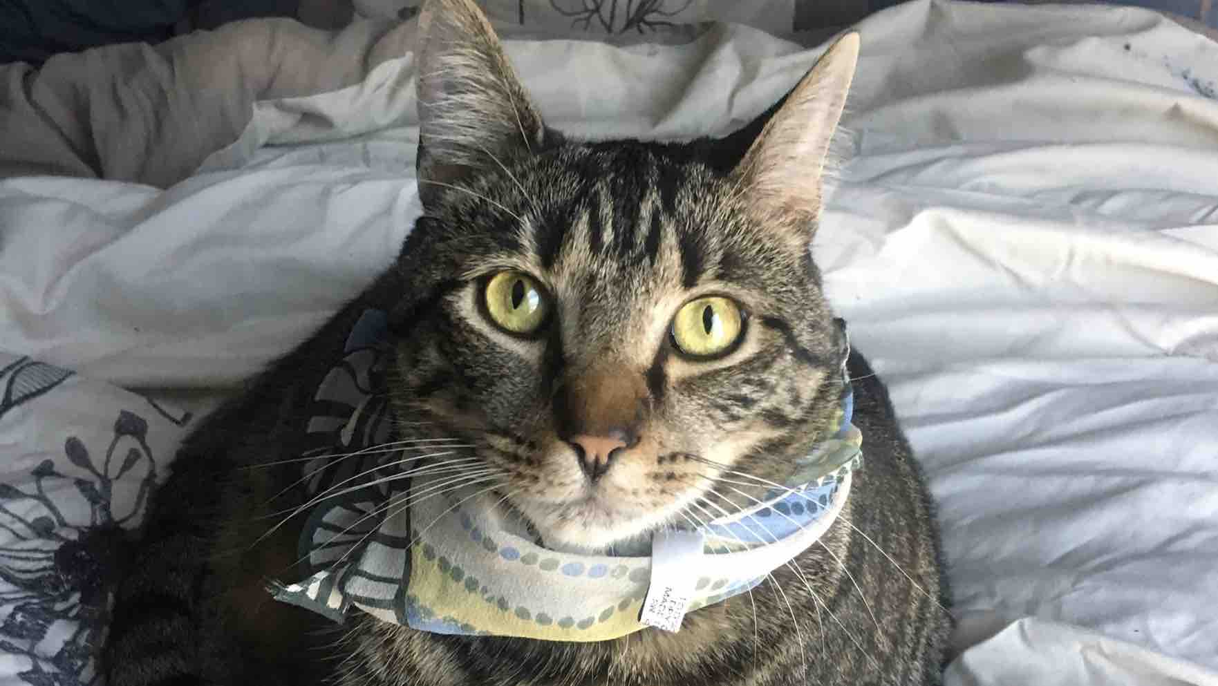Help fund Victors tumor removal surgery photo