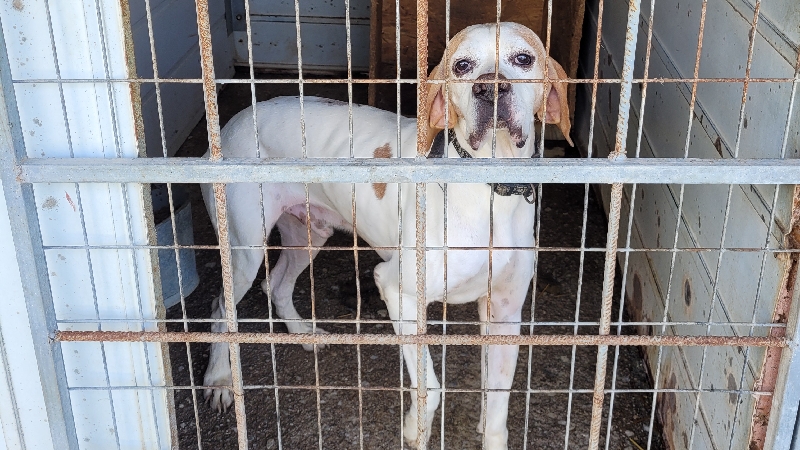 Help FREE the dogs of Lemnos Island shelter  photo