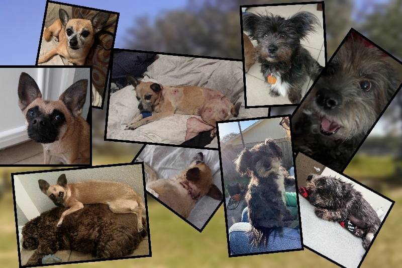 Pup Surgeries and a Preventative Measure photo