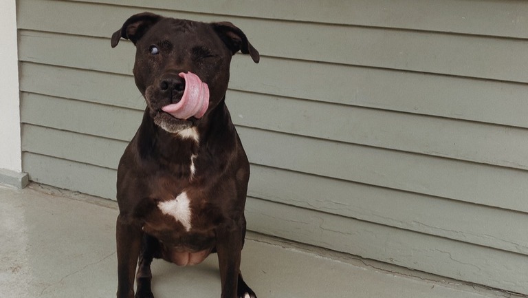 Eloise aka our fav potato racks up medical bills photo
