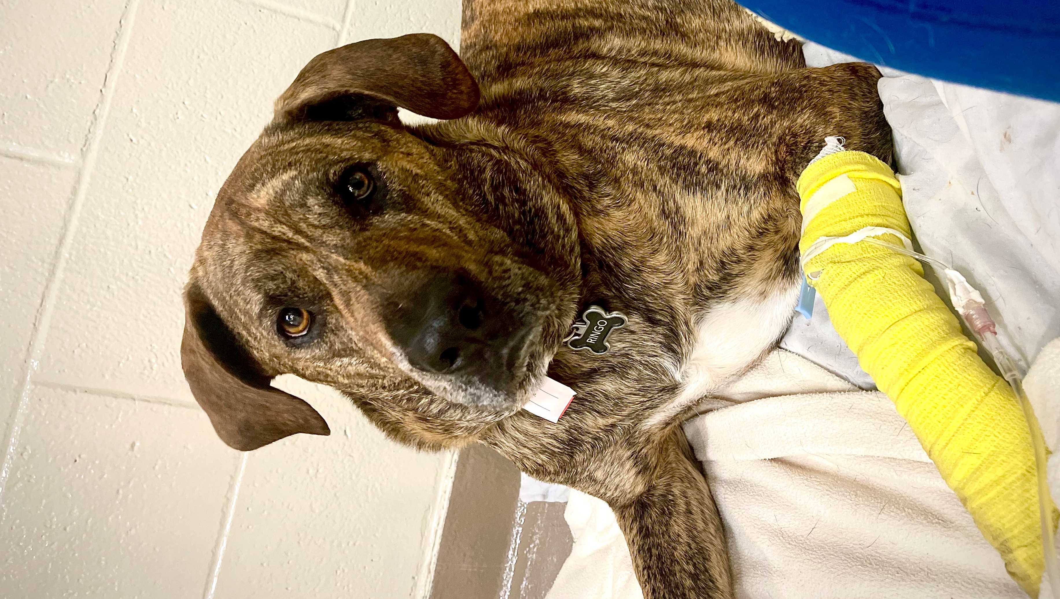 Fundraiser by Christine Boucher : Ringo’s road to recovery