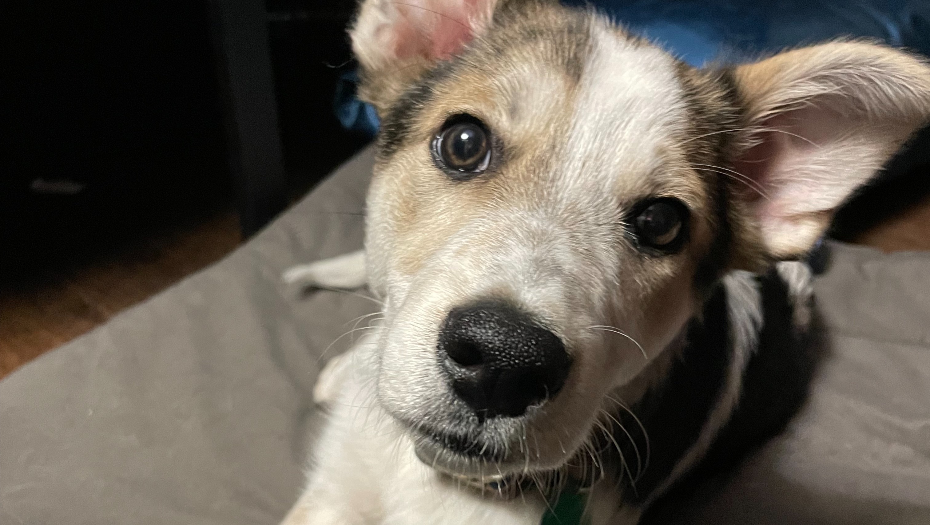 Fundraiser by Jesse Rothberg : ABUSE-RESCUED PUP in URGENT NEED of ...
