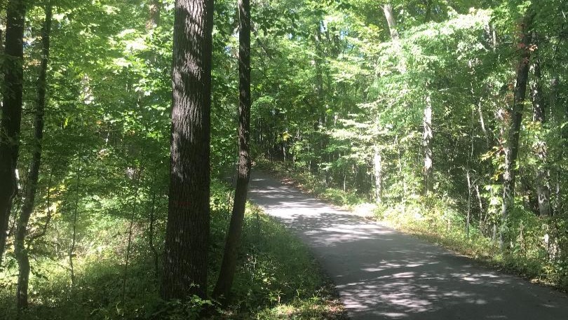 Save the Trees and Help a Child go to camp! photo
