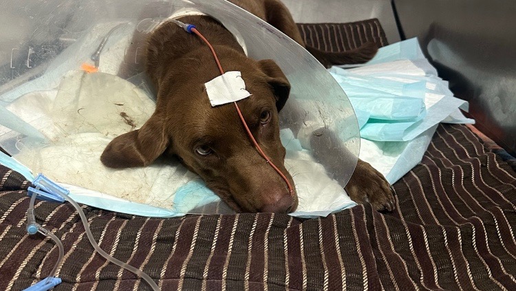 Donate to Support Luna&#039;s Road to Recovery, organized by Nicole L