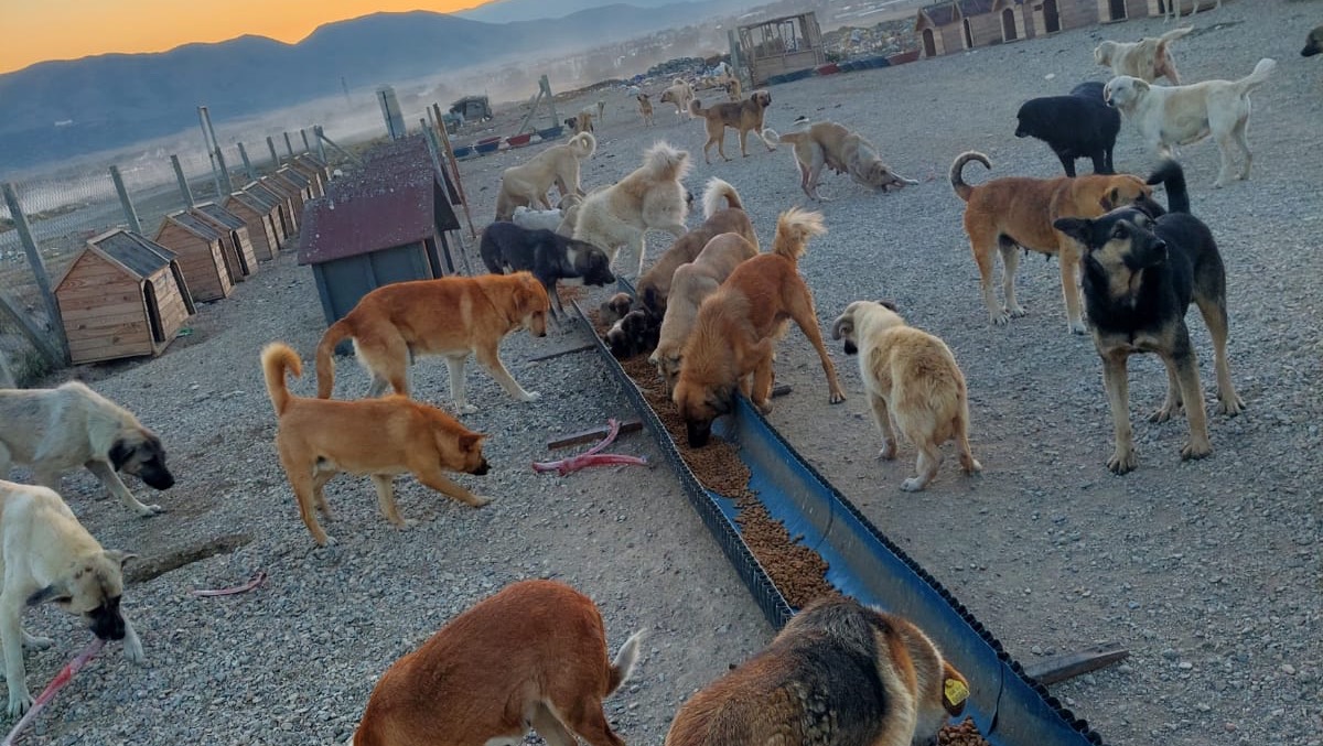 Please help Stray landfill dogs in Anatolia photo