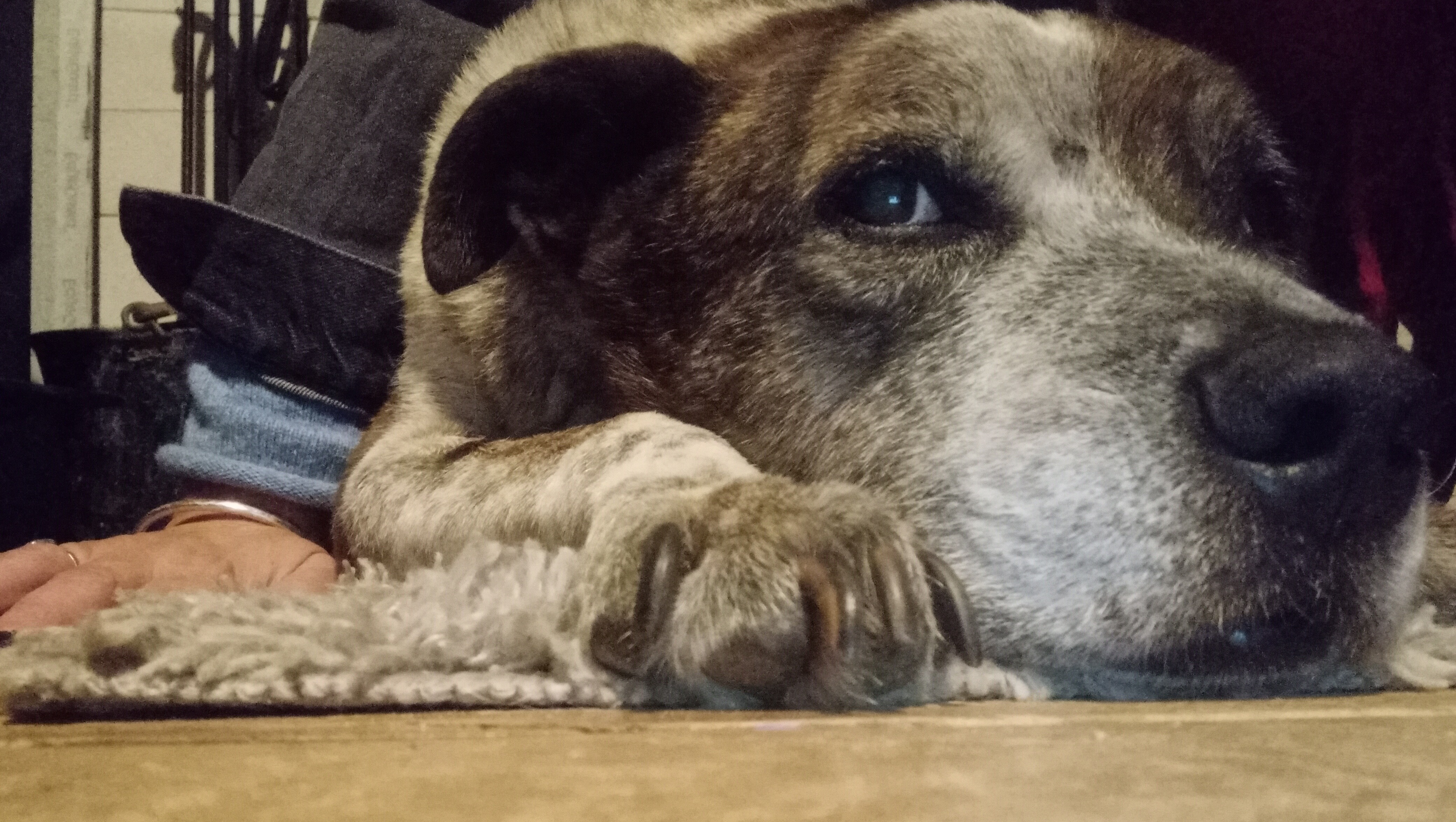 Justice for Boomer photo