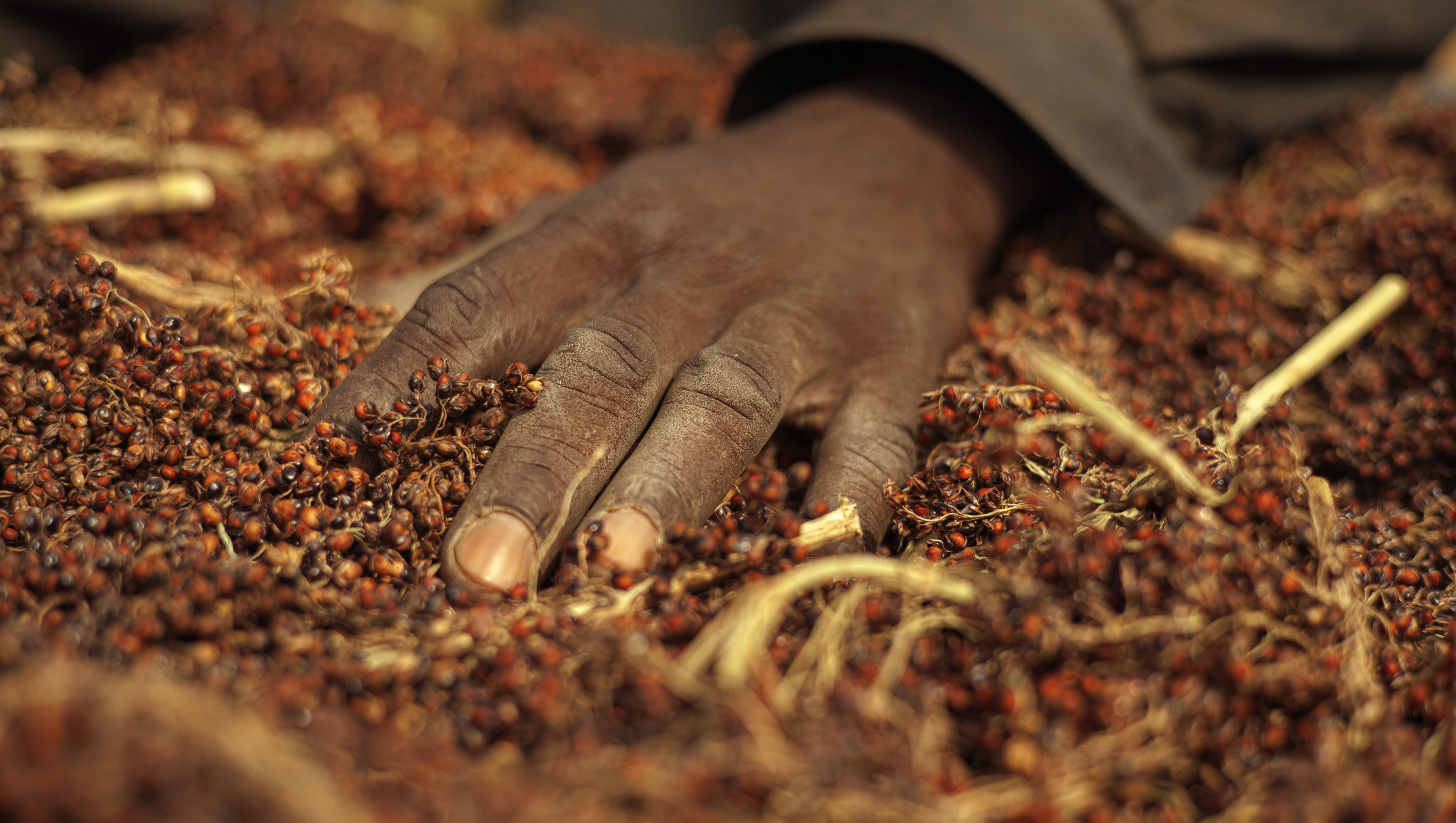 Help Us Build A Seed Bank photo