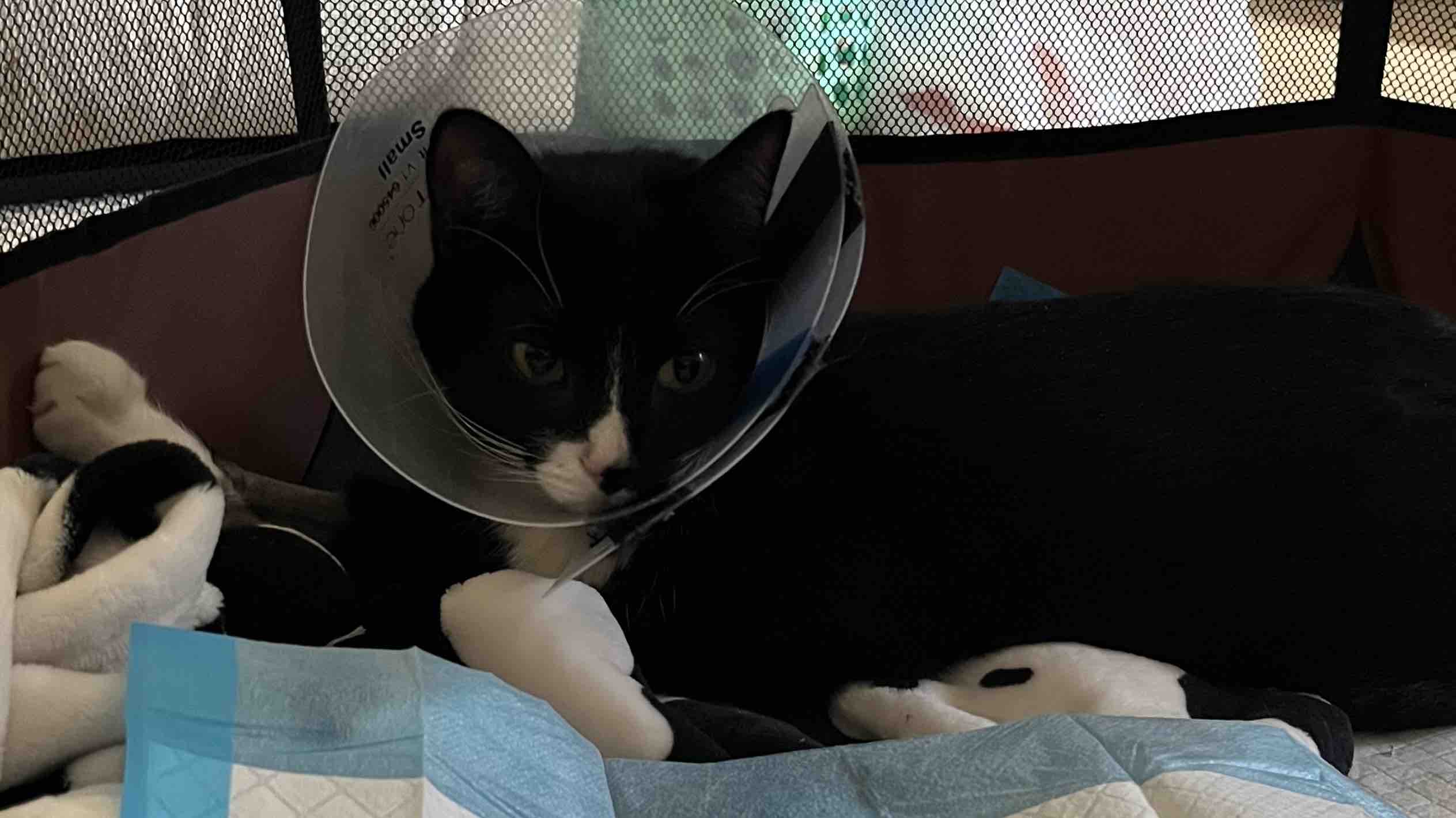 All we want for Christmas..if for Finneas to be ok photo