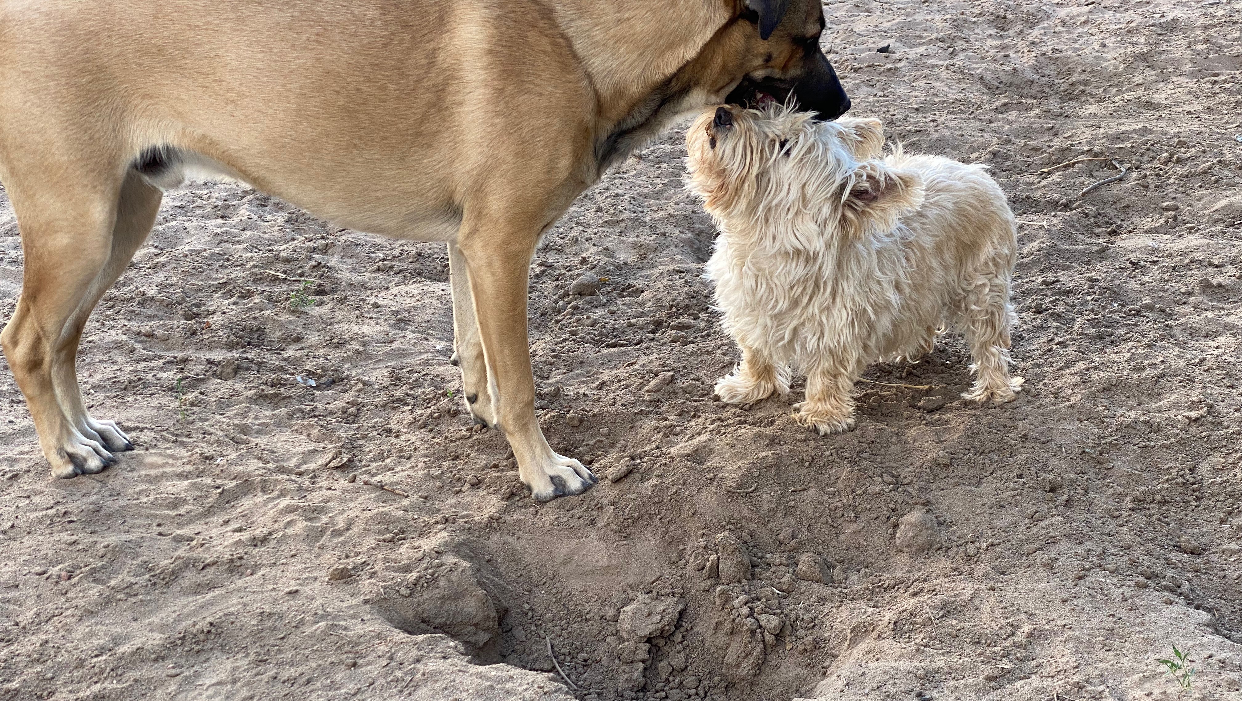 Great pyrenees best sale yorkie mix