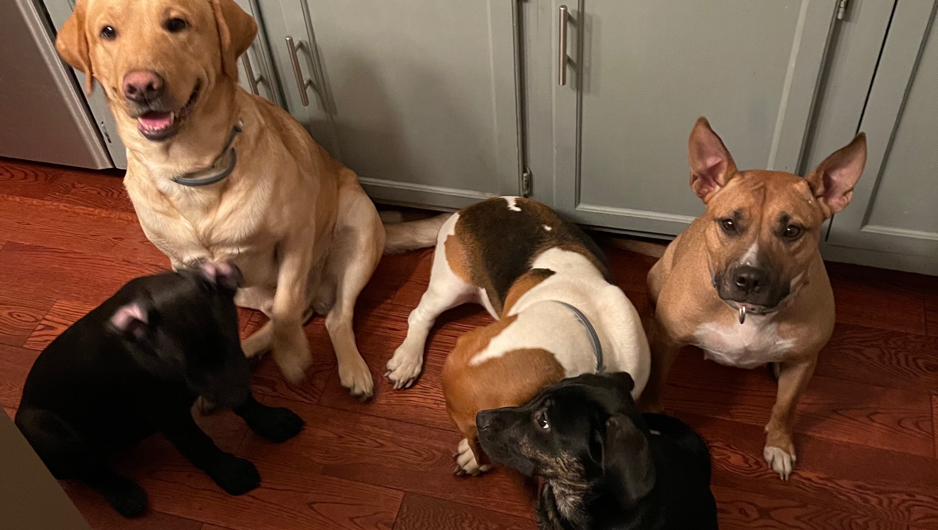 Gino and Gabby (House Fire) photo