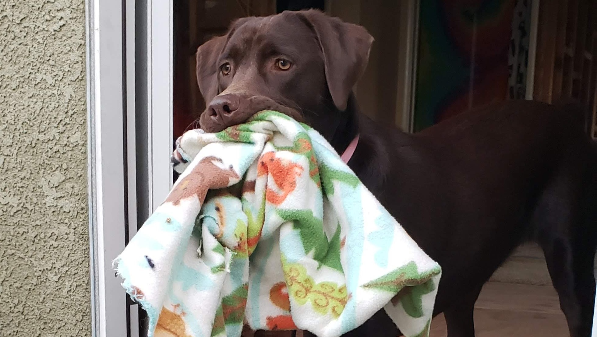 Help Kahlua walk again-donate to save her life photo