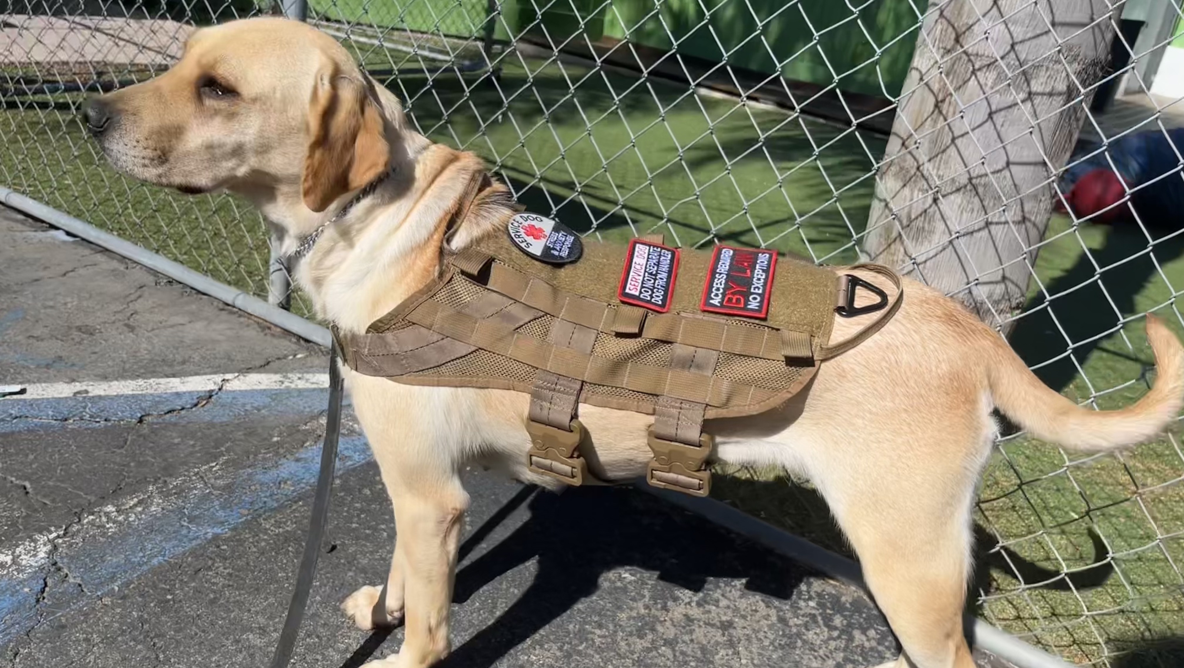 Veteran needs help bringing home his Service Dog photo