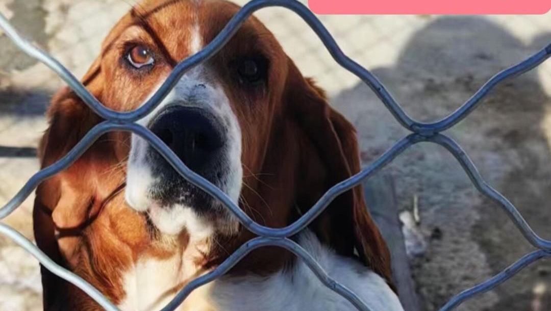 Flights For Frank: Rescuing Basset Hounds From China photo