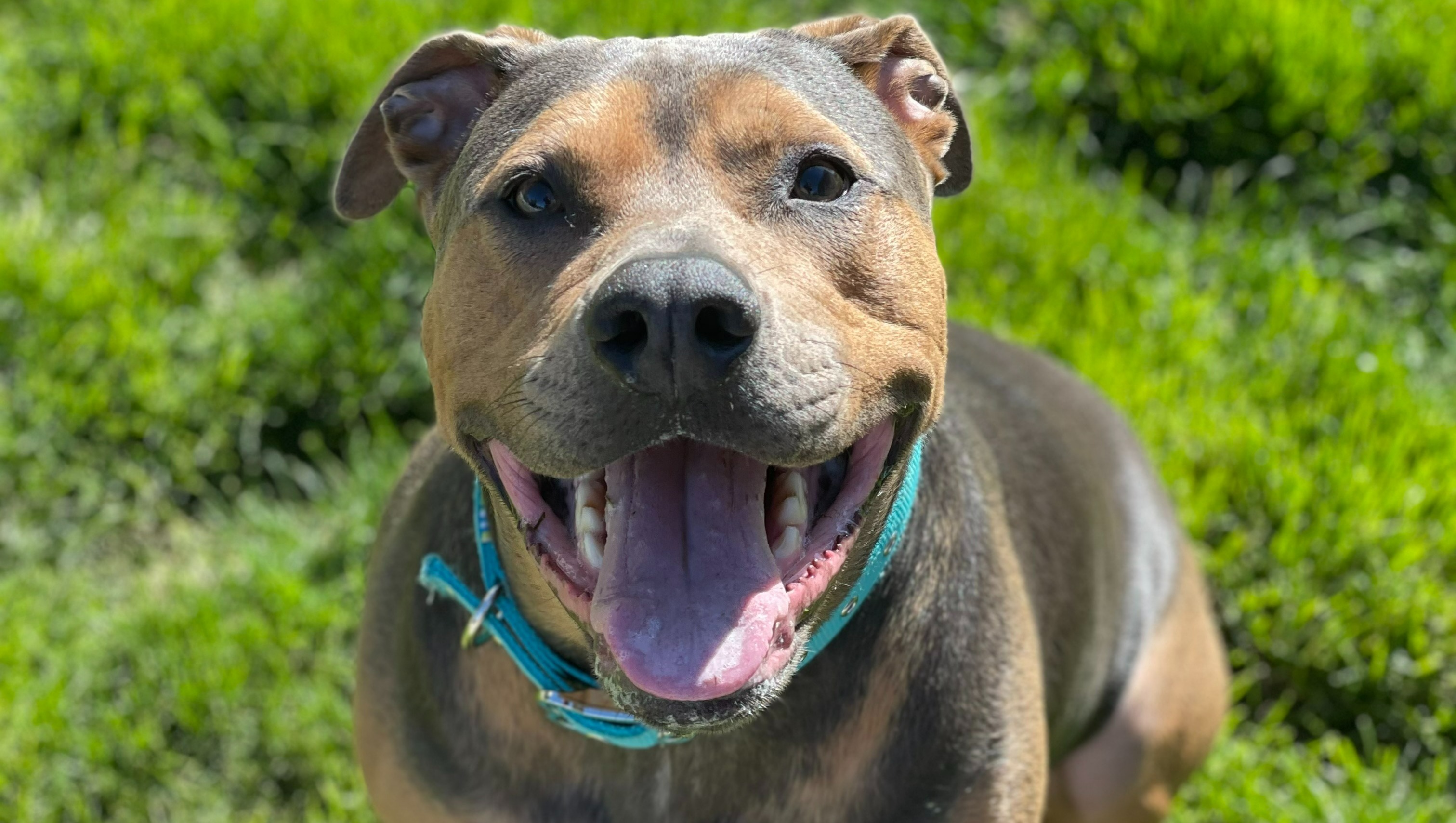 Treatment for Zeus photo