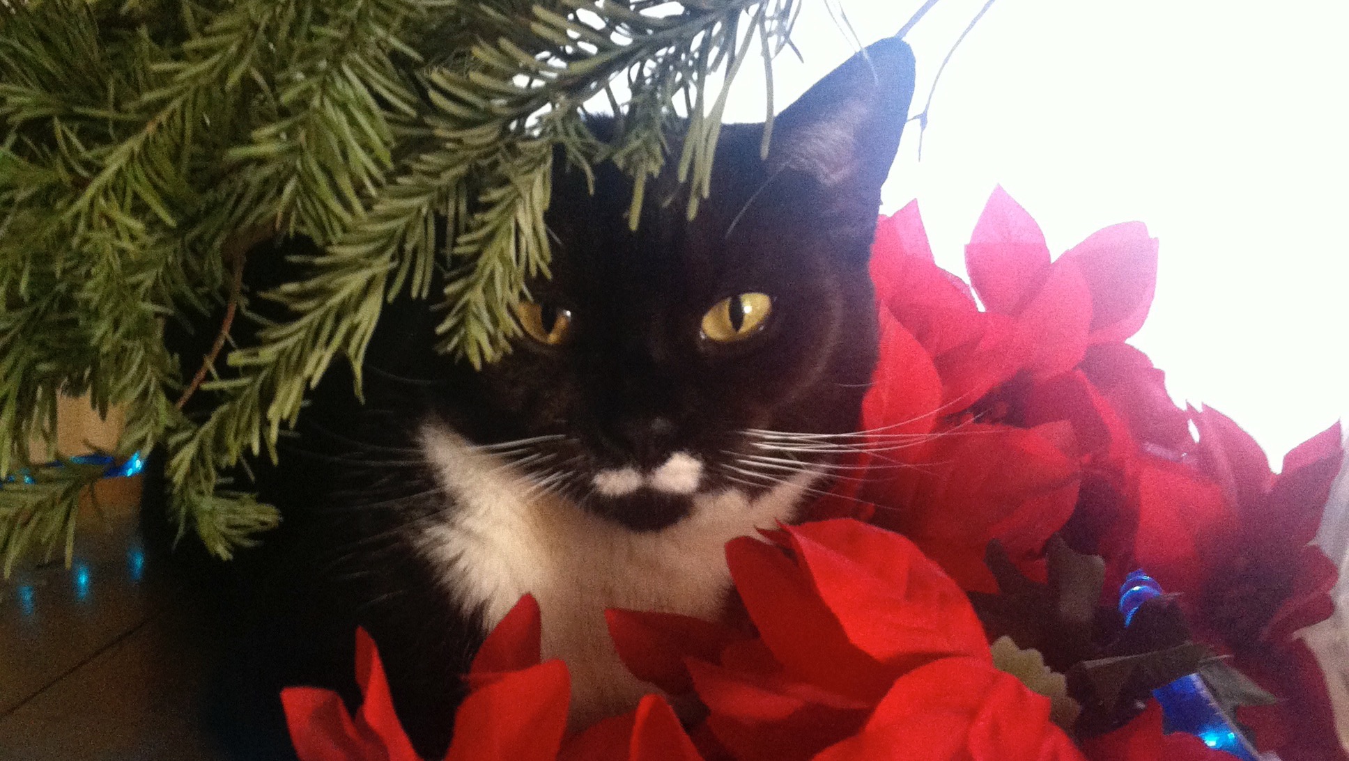 Save Bukka and Mira photo